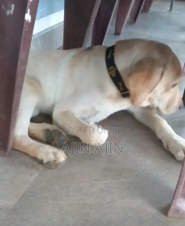 Labrador Puppy