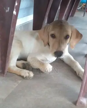Labrador Puppy