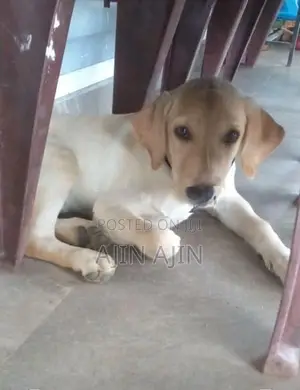Labrador Puppy