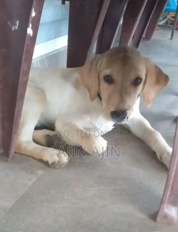Labrador Puppy