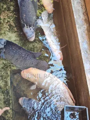 Gurami Fish