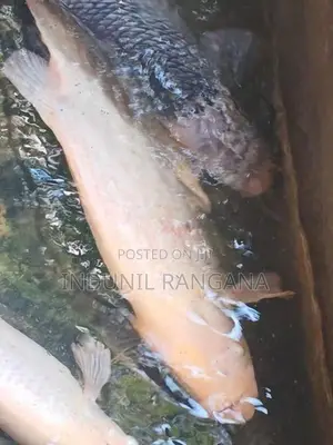 Gurami Fish