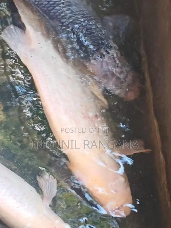 Gurami Fish