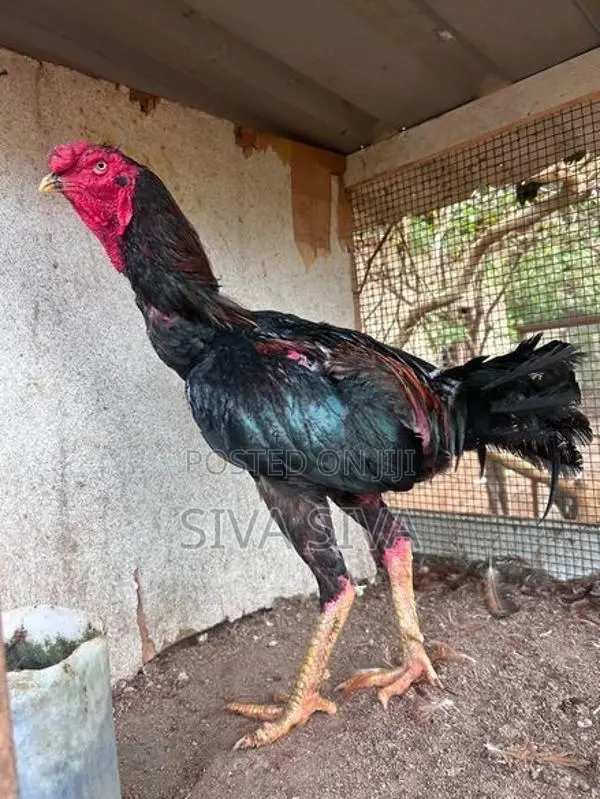 சேவல் விற்பனை