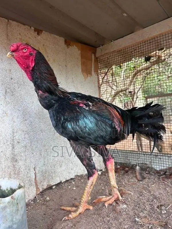 சேவல் விற்பனை