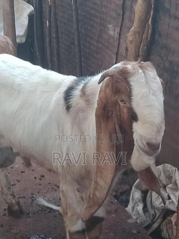 கிடாய் ஆடு