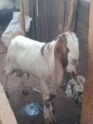 கிடாய் ஆடு