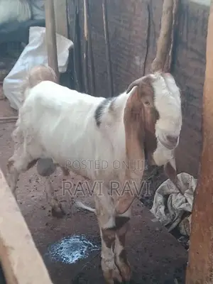 கிடாய் ஆடு