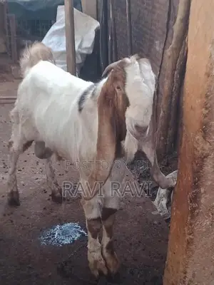 கிடாய் ஆடு