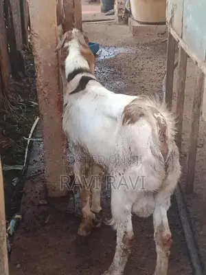 கிடாய் ஆடு