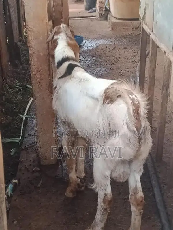 கிடாய் ஆடு