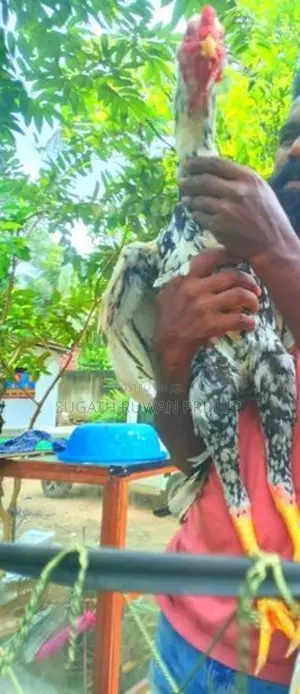 Auruddak Wayasa Athi Shamo Joduwa. Jaana 2kaka Joduwaki.
