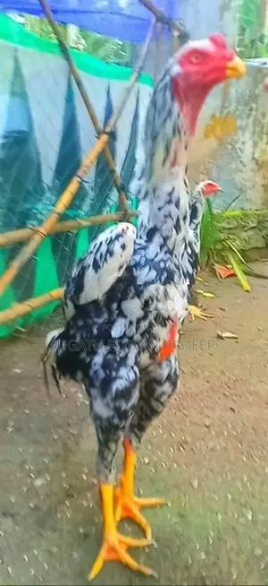 Auruddak Wayasa Athi Shamo Joduwa. Jaana 2kaka Joduwaki.