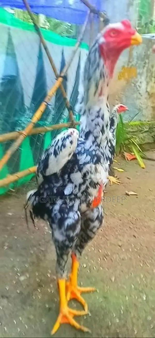 Auruddak Wayasa Athi Shamo Joduwa. Jaana 2kaka Joduwaki.