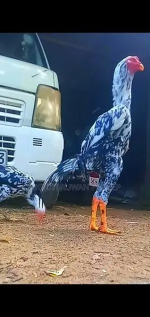 Auruddak Wayasa Athi Shamo Joduwa. Jaana 2kaka Joduwaki.
