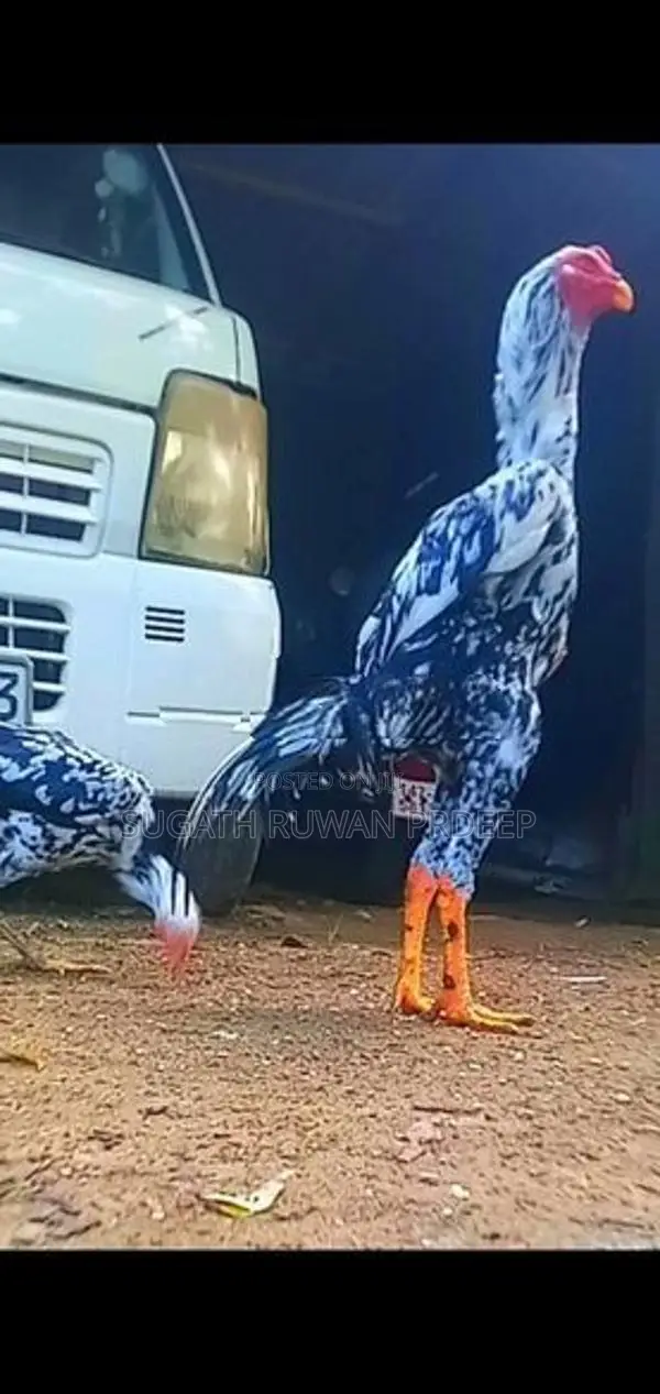 Auruddak Wayasa Athi Shamo Joduwa. Jaana 2kaka Joduwaki.