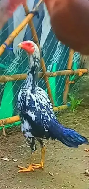 Auruddak Wayasa Athi Shamo Joduwa. Jaana 2kaka Joduwaki.
