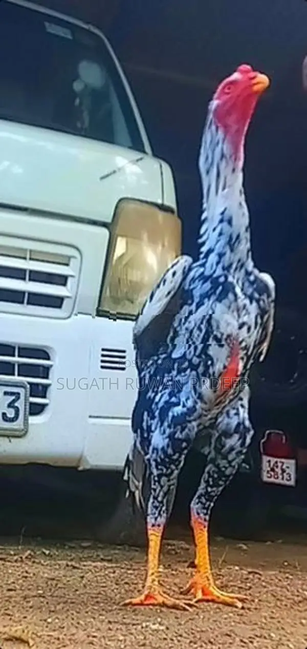 Auruddak Wayasa Athi Shamo Joduwa. Jaana 2kaka Joduwaki.