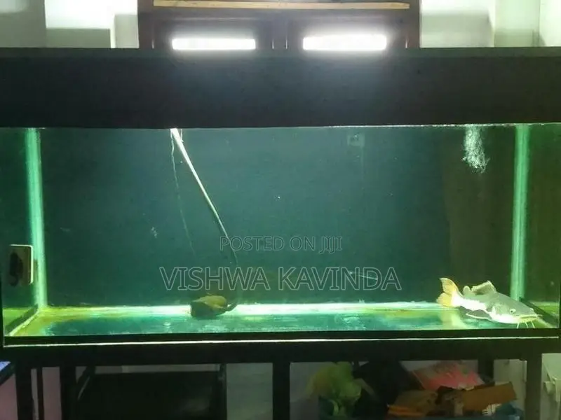 6 Feet Fish Tank