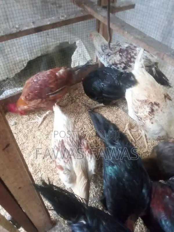 ගම් කුකුලන්