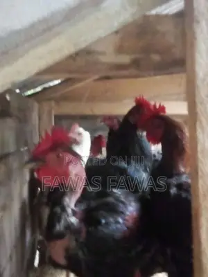 ගම් කුකුලන්