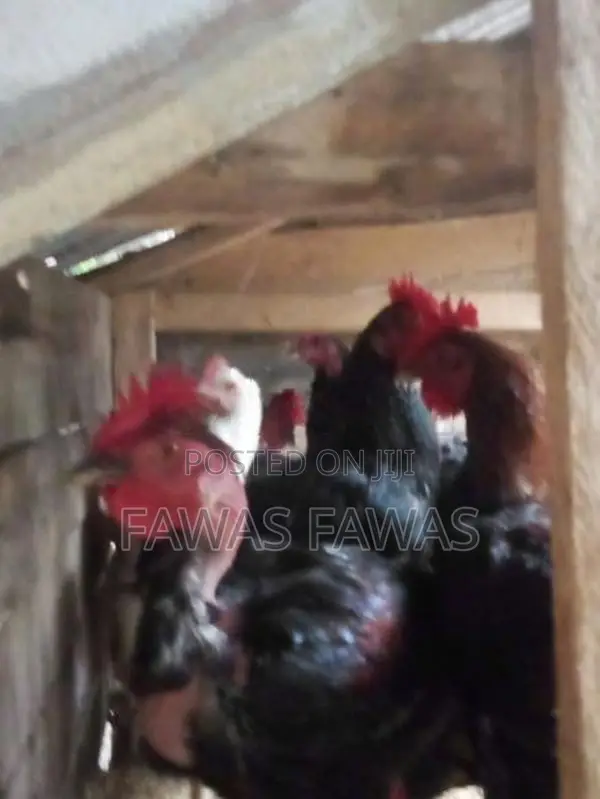 ගම් කුකුලන්
