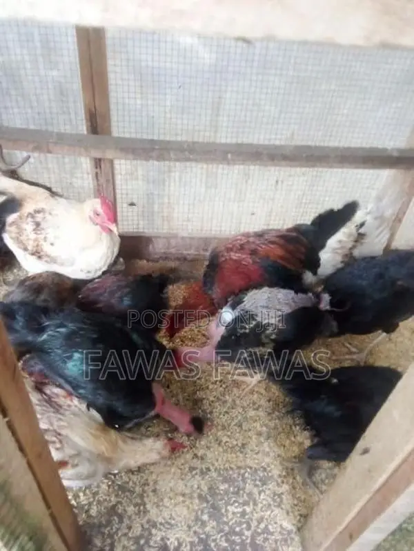 ගම් කුකුලන්