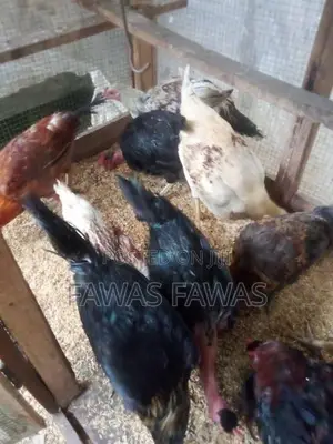 ගම් කුකුලන්