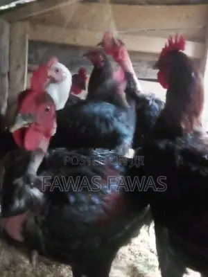 ගම් කුකුලන්