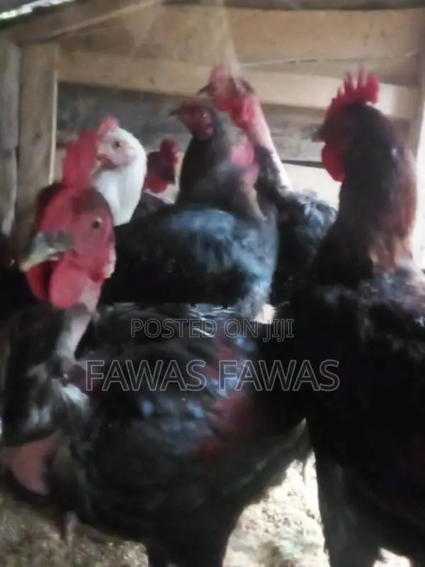 ගම් කුකුලන්