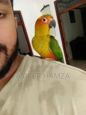 Sun Conure