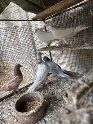 Timing Pigeon