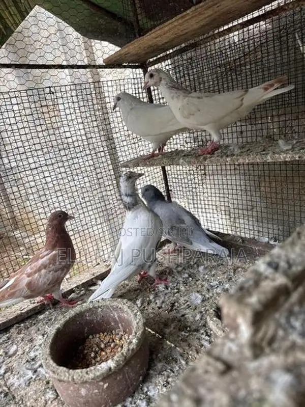 Timing Pigeon