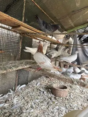 Timing Pigeon