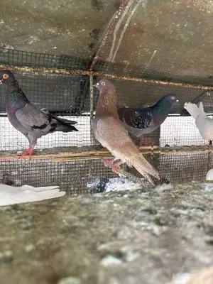 Timing Pigeon