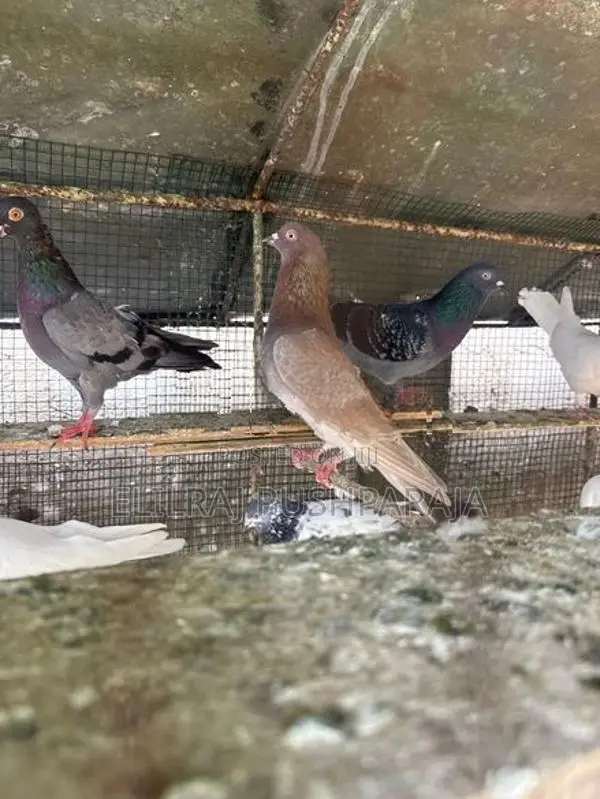 Timing Pigeon