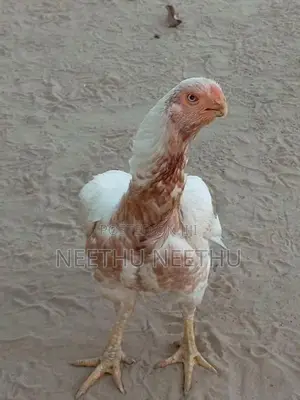 Parrot Beak Rooster