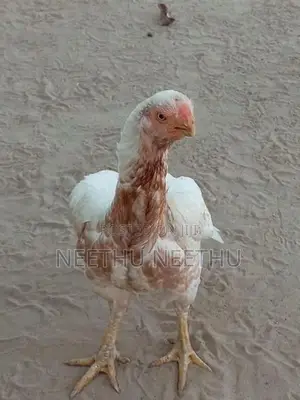 Parrot Beak Rooster