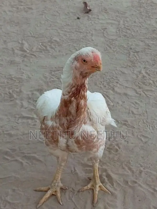 Parrot Beak Rooster