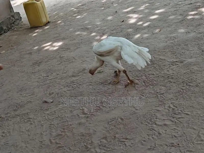 Parrot Beak Rooster