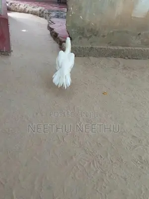 Parrot Beak Rooster