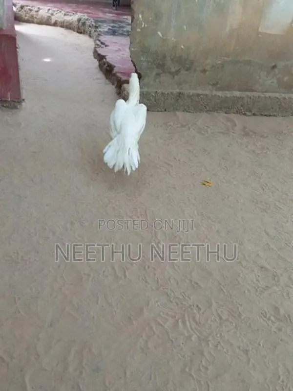 Parrot Beak Rooster