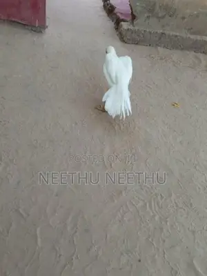 Parrot Beak Rooster