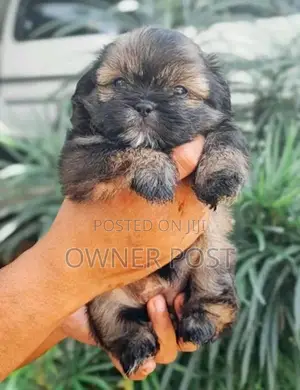 Shihtzu