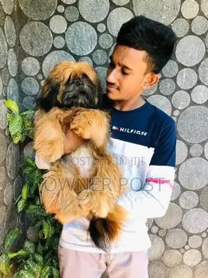 Shihtzu