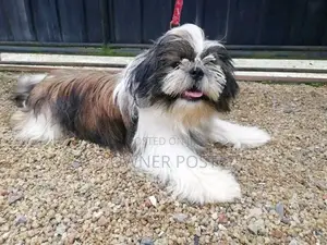Shihtzu