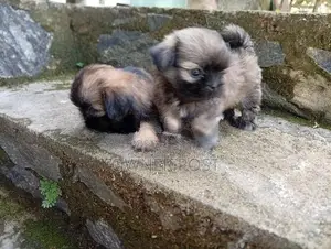Shihtzu