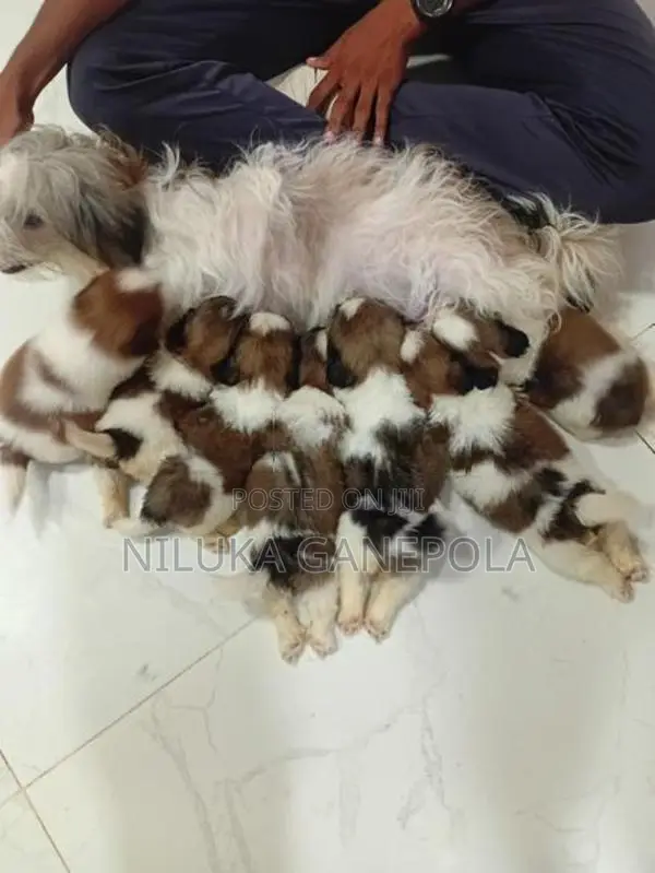 Shitzu Puppies