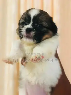 Shitzu Puppies
