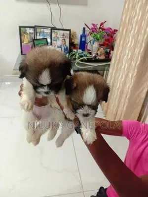 Shitzu Puppies